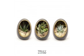 Arrangementen succulenten TRULY Succulent mix Egg black gold