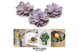 Echeveria purple pearl ROOTLESS 12-14 cm, solo