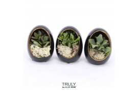 Arrangementen succulenten TRULY Crassula, Egg black gold 1 pp