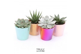 Succulenten TRULY Pink, Peach, Turquoise, Red - pearl shine mix