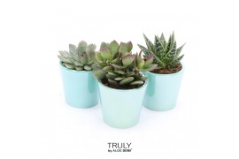 Succulenten TRULY Turquoise pearl shine