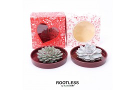 Arrangementen succulenten ROOTLESS Echeveria, red bowl - love/hearts b