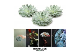 Echeveria pulidonis ROOTLESS 12-14 cm, solo