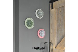 Arrangementen succulenten rootless x wall art echeveria mix in octopus