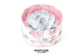 Arrangementen succulenten rootless echeveria lilacina in love box for 