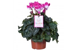 Cyclamen pers. midi indiaka mix