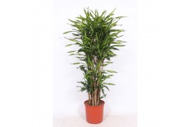 Dracaena fragr. riki vertakt