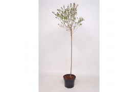 Syringa palibin meyeri 80 cm stam C5 2jarige kroon