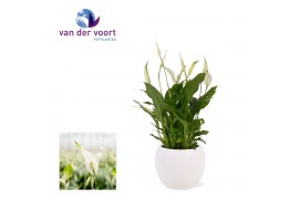 Spathiphyllum bellini 8+ bloem - Bolpot keramiek Wit, Ultimo