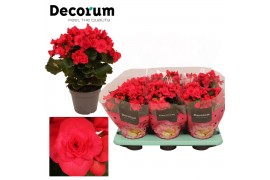 Begonia elatior du. serena paars decorum