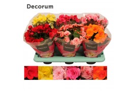 Begonia elatior du. mix decorum  prijs per kar