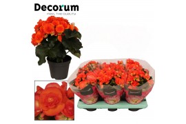 Begonia elatior du. reina oranje decorum