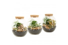 Arrangementen kamerplanten 90683: Terrarium arrangement 2 pp