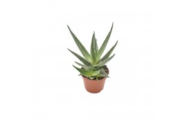 Aloe safari riana