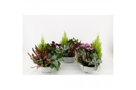 Perkplanten mix Hello Autumn in witte schaal 21 cm Falls 4 pp