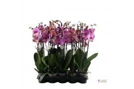 Phalaenopsis roze Roze mix - 3 tak, 20+ bloem - 65/70cm