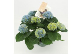 Hydrangea macr. magical revolution blauw 7/8 bloem