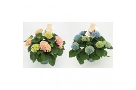 Hydrangea macr. magical revolution mix 7/8 bloem