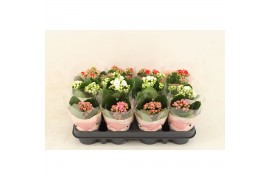 Kalanchoe grandiva mix Double XXL Mix