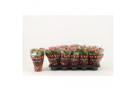 Kalanchoe rosalina don nando Catchy Season roze