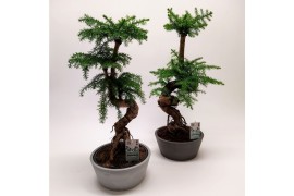 Araucaria Bonsai in Luxe Eco-pot