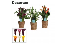 Zantedeschia mix decorum in ompot ruby