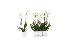 Phalaenopsis anthura madrid 2 tak - 18+ bloemen wit keramiek