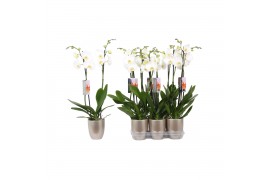 Phalaenopsis anthura madrid 2 tak - 18+ bloemen champagne keramiek