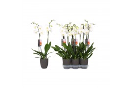 Phalaenopsis anthura madrid 2 tak - 18+ bloemen antraciet keramiek