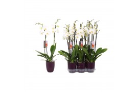 Phalaenopsis anthura madrid 2 tak - 18+ bloemen paars keramiek