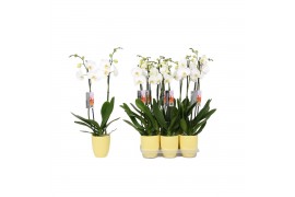 Phalaenopsis anthura madrid 2 tak - 18+ bloemen geel keramiek