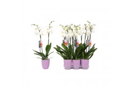 Phalaenopsis anthura madrid 2 tak - 18+ bloemen lila keramiek