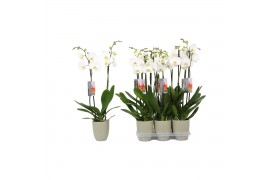 Phalaenopsis anthura madrid 2 tak - 18+ bloemen groen keramiek