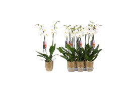 Phalaenopsis anthura madrid 2 tak - 18+ bloemen goud keramiek