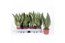 Sansevieria trifasciata futura superba