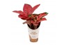 Aglaonema red star