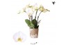 Phalaenopsis jewel ghent kolibri orchids 4 tak