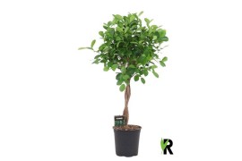 Ficus microcarpa moclame gevlochten stam