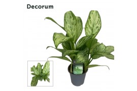 Aglaonema maria christina decorum