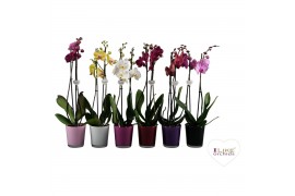 Phalaenopsis mix 2 tak, 16+ bloem - 65/70cm - Glas Jackson mix