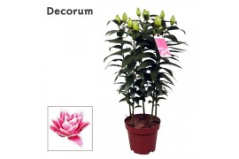 Lilium oriental roselily samantha decorum