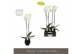 Phalaenopsis anthura madrid Bijoux Diamond 2spike in Black Abruzzo Aqu