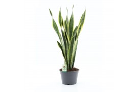 Sansevieria trifasciata laurentii