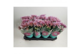 Chrysanthemum ind. anasai pink