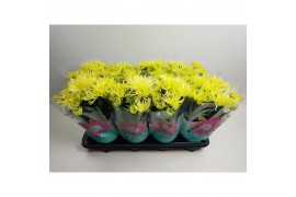 Chrysanthemum ind. anasai yellow