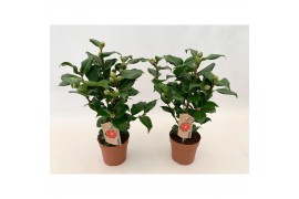 Camellia japonica dr king Camellia Dr King 10-15 knoppen