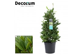 Laurus nobilis Laurus nobilis Piramide 5000 gram 20 cm diameter