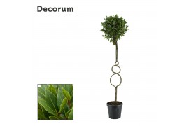 Laurus nobilis Laurus nobilis Triple ring 45 cm diameter