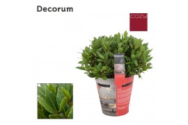 Laurus nobilis Laurus nobilis Bol zonder stam Cozy 5000 gram 40 cm dia