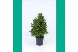 Laurus nobilis Laurus nobilis Piramide 5000 gram